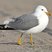 California Gull